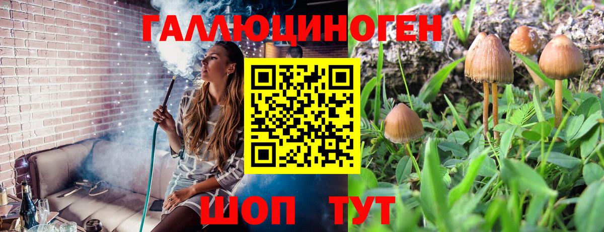 Галлюциногенные грибы Psilocybe  Вход с VPN  Буйнакск 